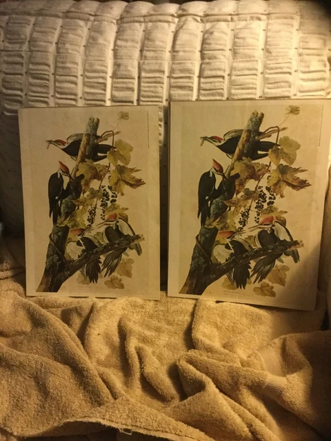 2 Vintage Lithographs Pileated Wood Pecker 1966 New York Historical Society
