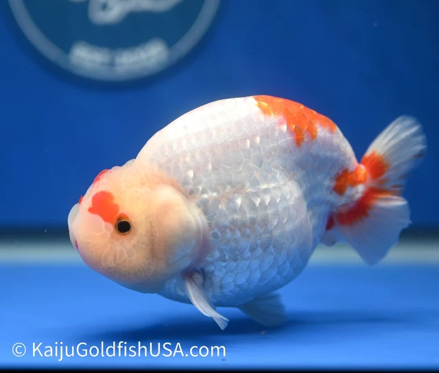Live Fancy Goldfish Red White Buffalo Ranchu 4.5 - 5 inches (1215_RC09)