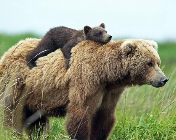 KODIAK BROWN BEAR and CUB Glossy 8x10 Photo Print Water Poster Nature Wildlife