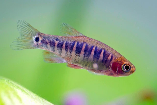 Group of 6+2 Live Emerald Dwarf Rasboras Freshwater Tropical Danio Fish USA Bred