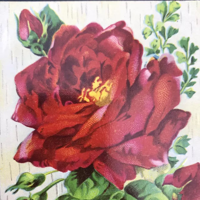 Sincere Greetings Red Rose Vintage Postcard Antique USA