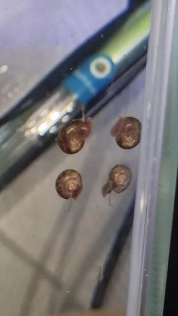 🌟5 x  Leopard Ramshorn Snails (Red/Brown) 🐌 Algae Eaters 🌟 2