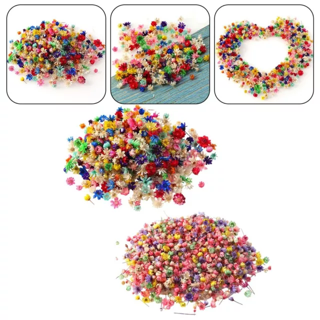 Assorted Colors of Mini Dried Flowers for Crafts and Candle Making Pack of 100