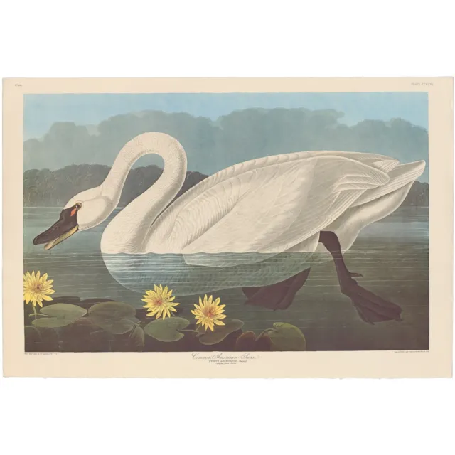 Audubon Amsterdam Ed Dbl Elephant Folio lithograph Pl 411 Common American Swan