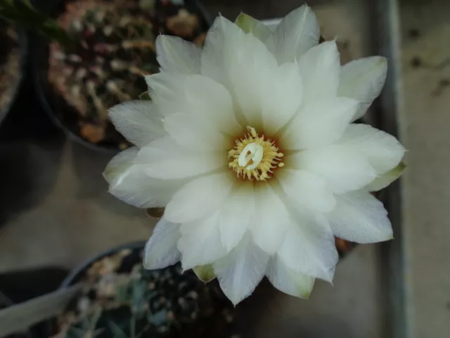 Gymnocalycium mesopotanicum we Kaktus Kakteen Astrophytum Mammillaria Lobivia