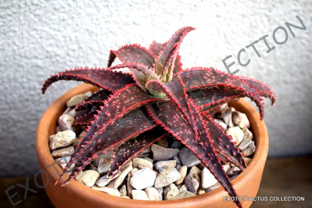 RARE ALOE CHRISTMAS CAROL red color hybrid succulent agave cacti seed 50 SEEDS