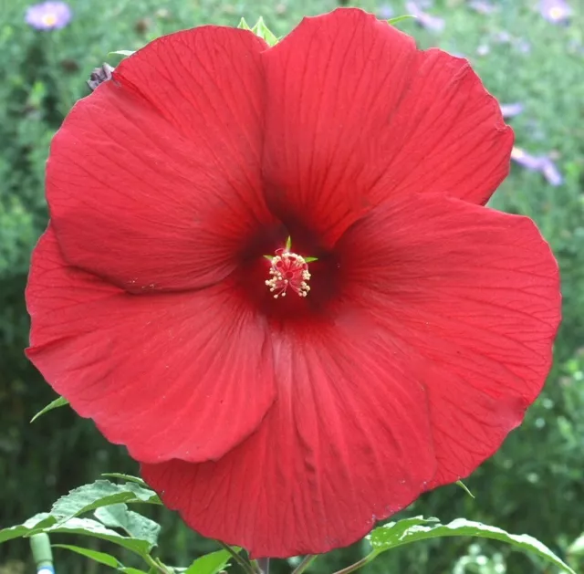MY VALENTINE Hardy Hibiscus -- Plant in 4.5" pot