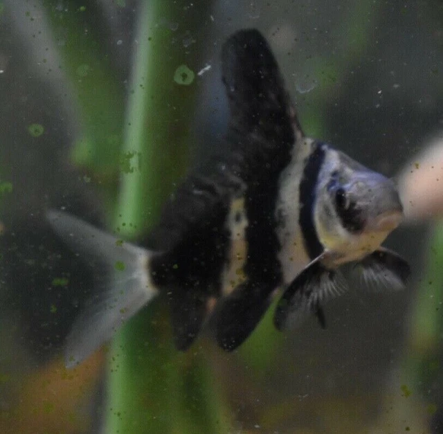 Live Hi-Fin Banded Shrk (3-3.5" Rare Algae Eater Sucker Fish) *PLS READ DESCR* 2