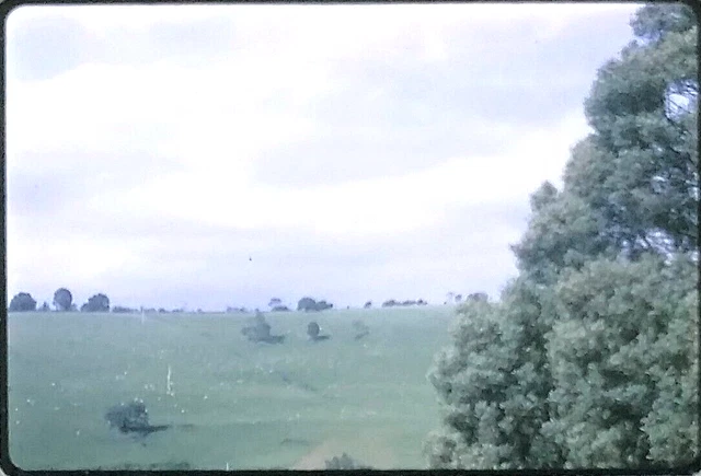 Sheep Near Melbourne Australia December 1969 Kodachrome Slide