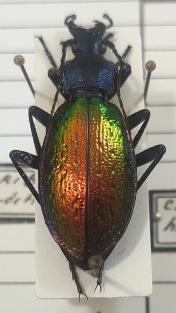 Carabus Chrysotribax  hispanus boudeti France