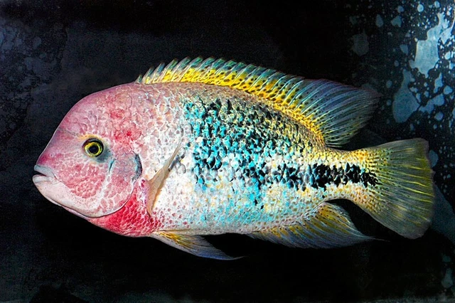 Vieja Fenestratus Cichlid