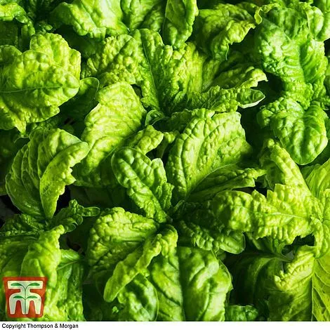 Thompson & Morgan Basil Lettuce Leaf Garden Seed Half-hardy Annual Veg Plant