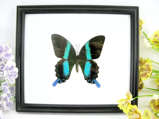 Papilio Blumei - echter wunderschöner, präparierter Schmetterling