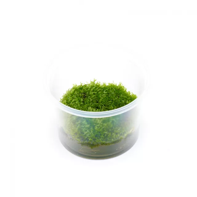 Riccardia chamedryfolia | Korallenmoos - in vitro