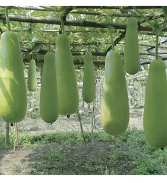 5x Bangladesch Lau Bangla Lau Khodu Flasche Kürbis Dhudi Garten Gemüsesamen