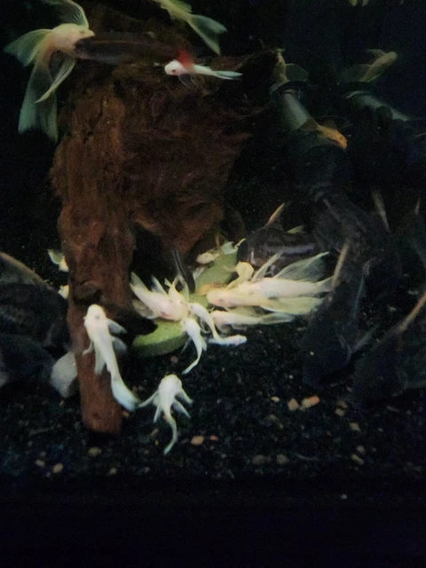 (3)L144-Blue Eye Lemon Longfin Bristlenose Pleco 1"+ 4