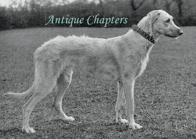 Irish Wolfhound Kidnal House Mrs Arthur Gerard Cheevra 1901 3 Page Photo Article