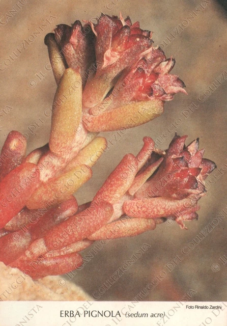 Erba Pignola sedum acre Foto Rinaldo Zardini Citazione Hans Sachs Cartolina