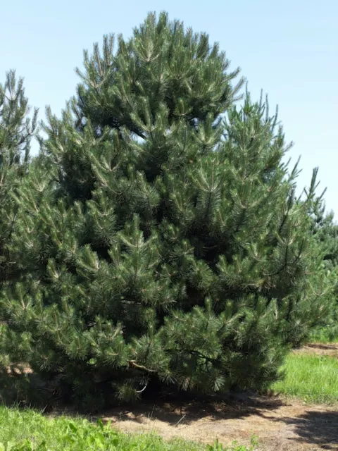 Austrian Pine or Black Pine - Pinus nigra austriaca - 10 Seeds - Ornamental Pine