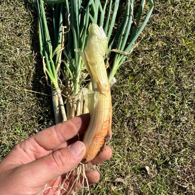 5x Walking Onion - Allium x proliferum (Bulbs) Edible Plant Vegetable