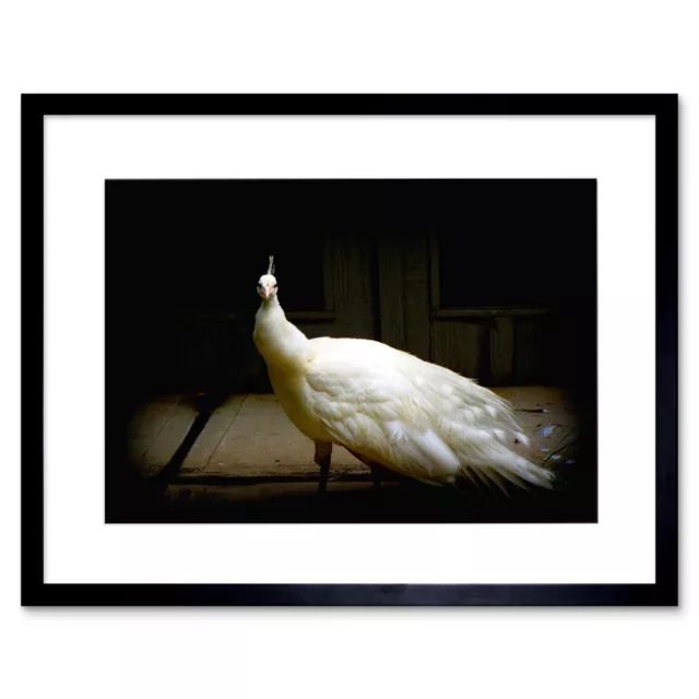 Photo Nature Bird White Peacock Feather Beautiful Framed Print 12x16 Inch