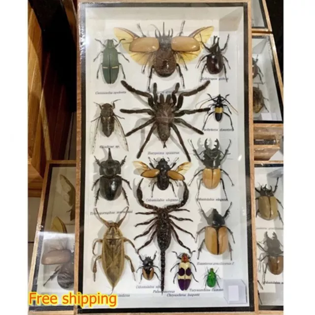 Real Spider Insect Scorpion Rare Collectibles Taxidermy Study Weird Box Perfect