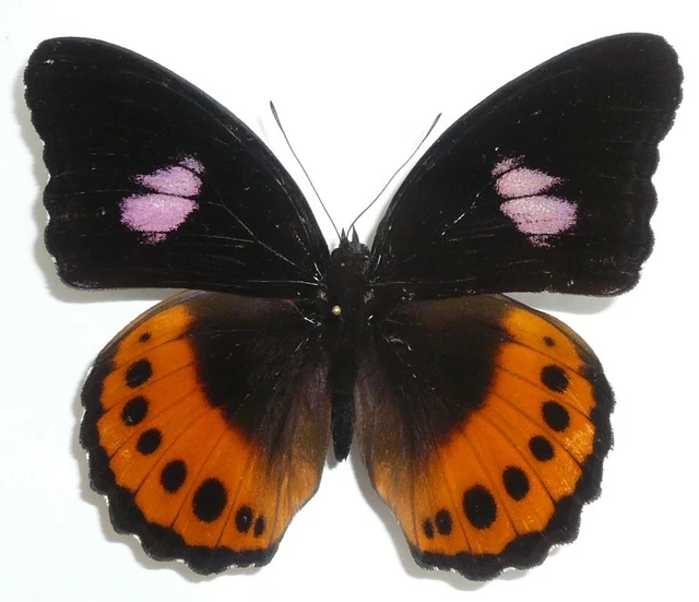 Hypolimnas Pandarus Pandora Male From Buru Isl.