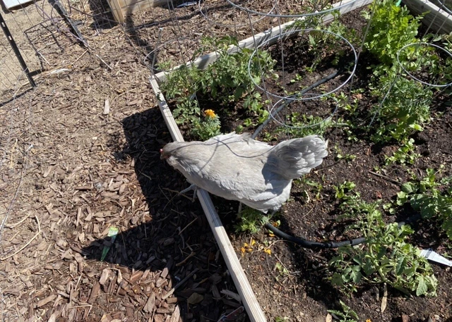 6+ olive egger chicken hatching eggs Lavender/black