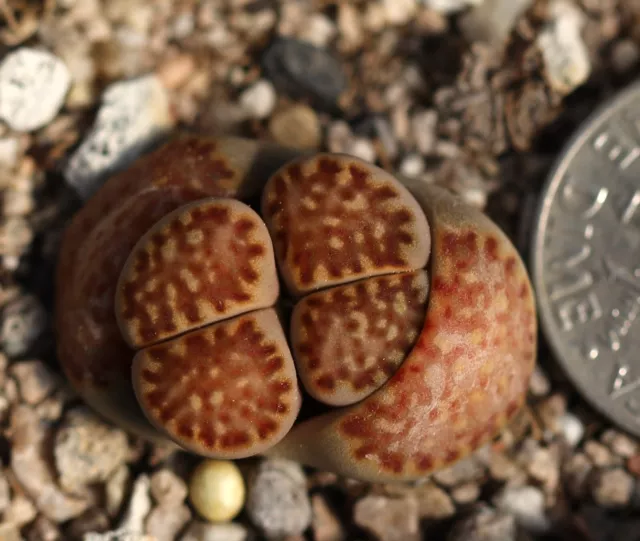 Subasta - Lithops Julii C259