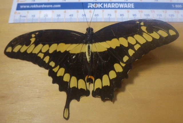 Giant Swallowtail Butterfly Papilio cresphontes Papiliondae Southeast Texas F11