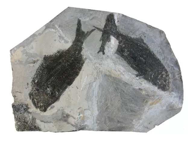 Triassic 3x Paralepidotus ornatus bone fish Wiestal Hallein Austria KE10-8