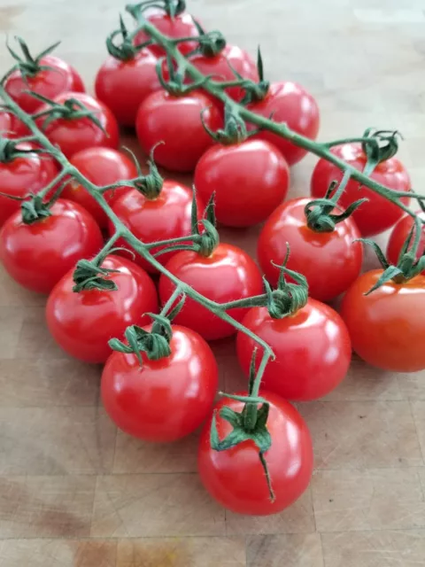 Chadwick Cherry Tomato Seeds | Heirloom | Organic