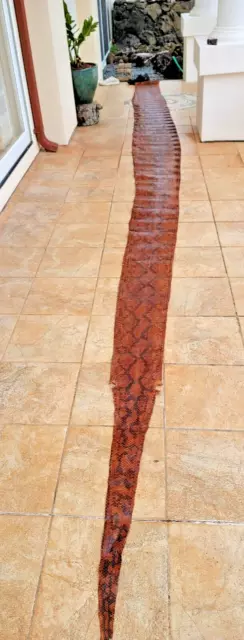 252" LONG (21 feet) x 16" WIDE Python Snake Skin Hide. LONGEST PYTHON on eBay !