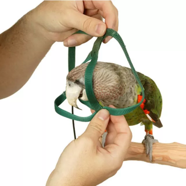 Pet Parrot Bird Harness Lead Leash Flying Training Rope Cockatiel Outdoor AU