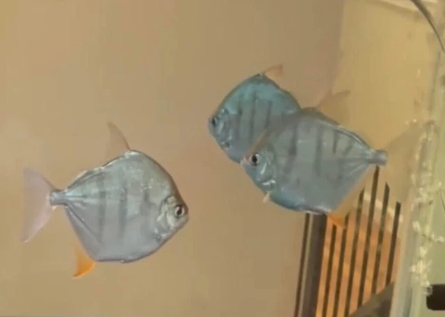 Striped Silver Dollar - Metynnis fasciatus - Tiger - Live Fish (3.5"-4")