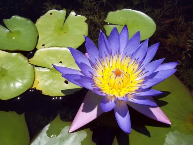 10 BLUE WATER LILY Pad Nymphaea Caerulea Asian Lotus Flower Pond Seeds *Comb S/H