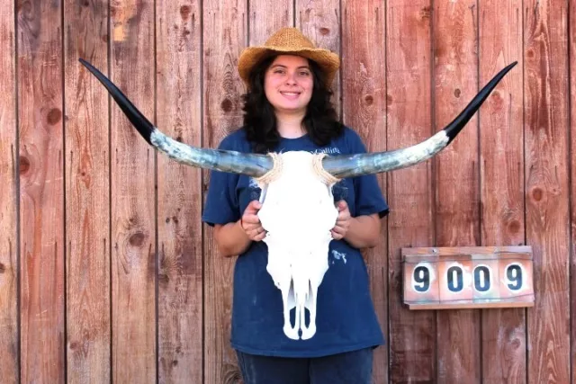 Steer Skull Polished Long Horns Mounted Art!! 3' 5" Cow Bull Longhorn H9009