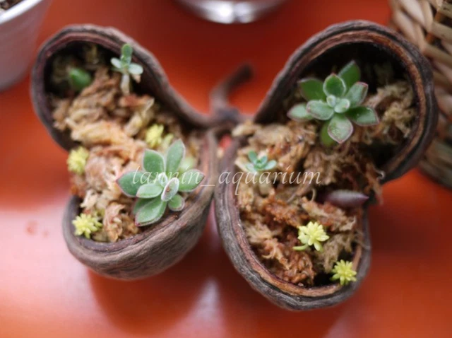 5 piezas vaina de esterculia decoración floral natural artesanías botánicos secos popurrí 8
