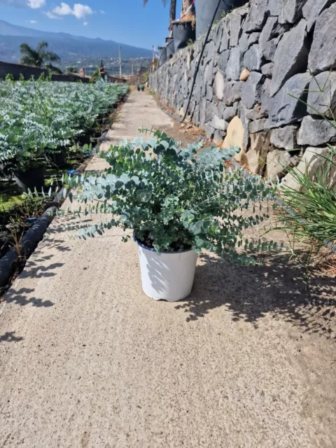 Silberblättriger Eukalyptus Baby Blue 40-50 cmPflanze winterharter Baum