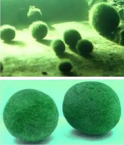 Marimo-Ball Aquarium Zubehör Aquariumdeko Dekos für die Aquaristik das Terrarium