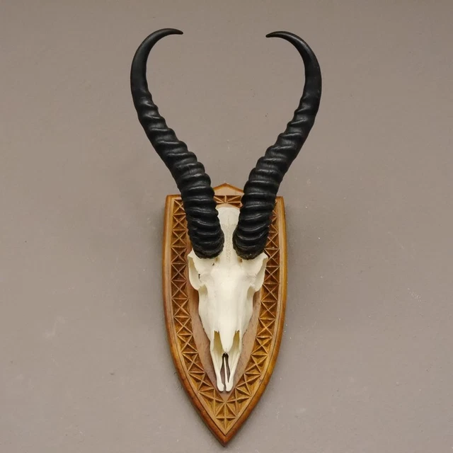 Gacela Antílope Trofeo de Calavera Hl 36 CM Escudo de Trofeo Decoración 88.6.91