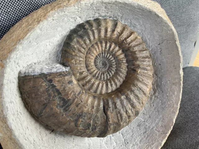 Green Ammonite Nodule Androgynoceras sp Charmouth, Dorset, Rare Jurassic Fossil