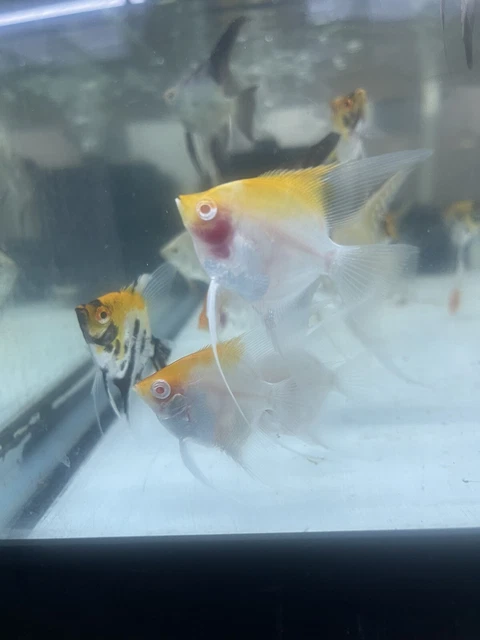 One Albino Red Cap Koi Angel Fish 1.5" 2' Body Plus Fins,Live Fish Freshwater