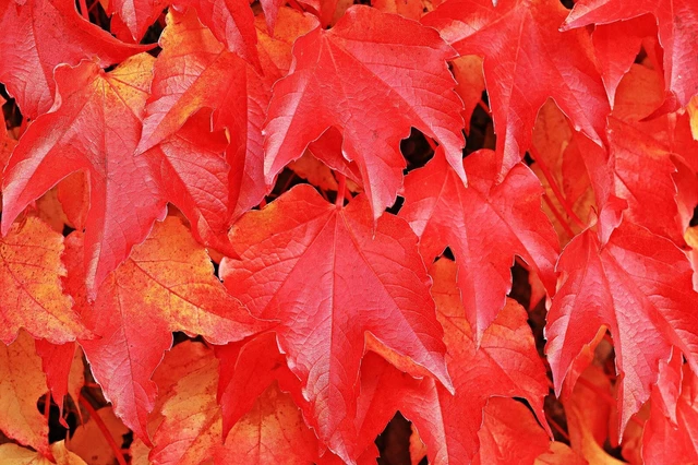 Dreispitzige Jungfernrebe Wilder Wein Mauerwein rote Herbstfärbung Stecklinge