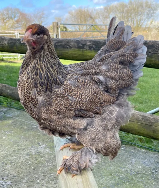 Isabella Brahma hatching eggs x 3 (LF) from Huggate Poultry