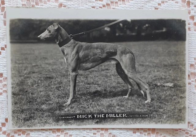 Rare Mick The Miller Greyhound Real Photographic Dog Postcard