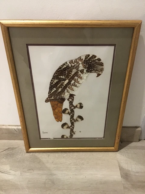 Tableau Taxidermie Artistique – Perroquet Et Ailes De Papillon Par Joshua Balaka