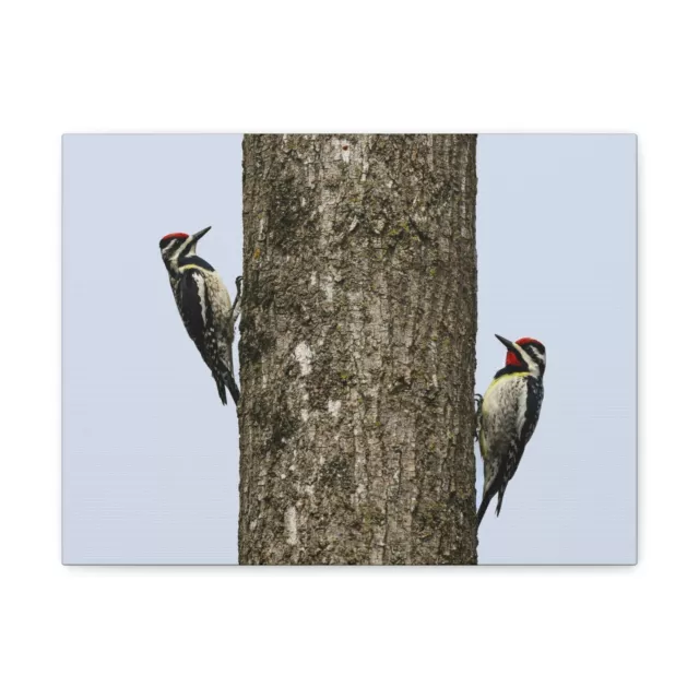 Funny Yellow Bellied Sapsucker Silly Yellow Bellied Sapsucker Scene Couple Wall