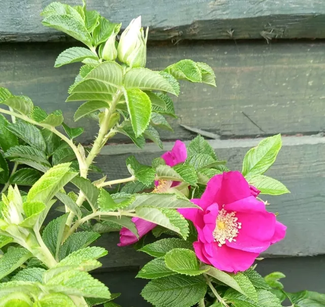 Rosa Rugosa hedging rose native hedgerow bare root pink hedge plants - 4 sizes!