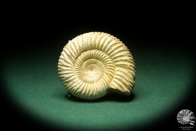 Perisphinctes spec. Madagaskar Ammonit Oberjura Fossil Deko deco Perisphinctidae